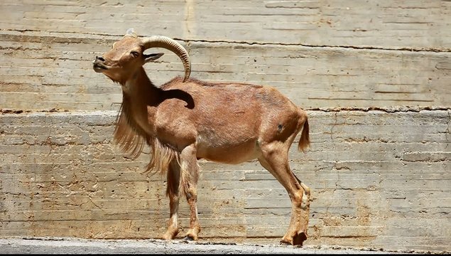 Barbary Sheep grazing on grass - Ammotragus lervia. Madrid Zoo