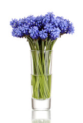 Muscari - hyacinth in glass isolated on white