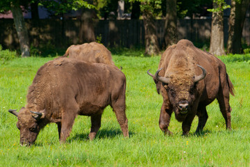 Polish bisons