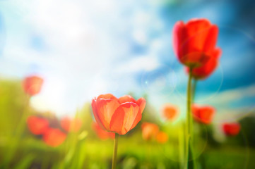 Fototapeta na wymiar Beautiful tulips against dramatic sky