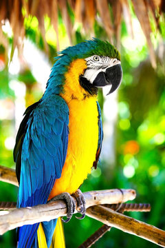 Fototapeta parrot