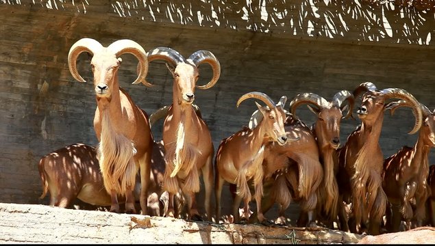 Barbary Sheep grazing on grass - Ammotragus lervia. Madrid Zoo