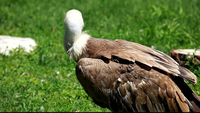 African white-backed vulture on green background