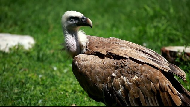 African white-backed vulture on green background