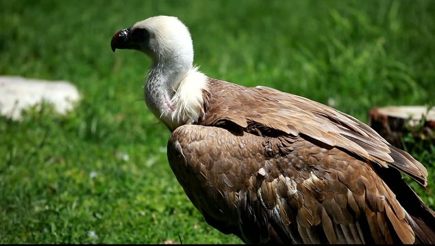 African white-backed vulture on green background