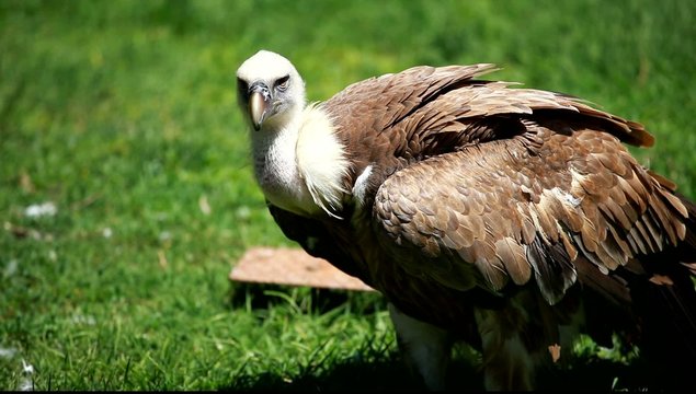 African white-backed vulture on green background