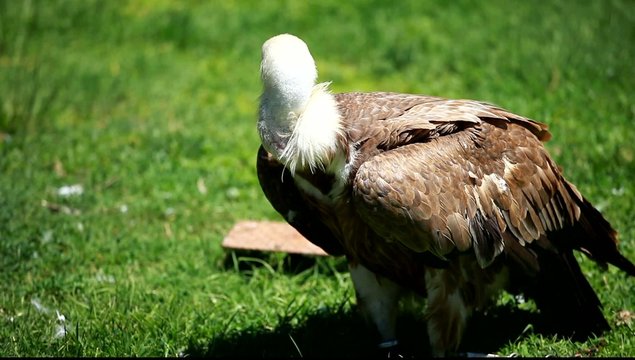 African white-backed vulture on green background