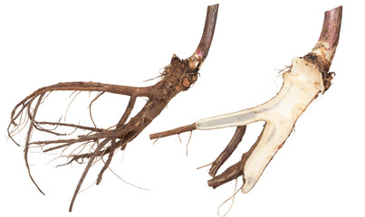 Medicinal plant. The root of elecampane