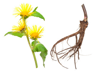 Medicinal plant. Elecampane (Inula helenium) © Dmitriy Sechin