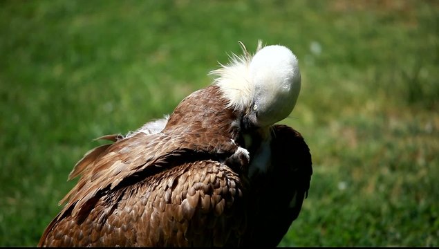 African white-backed vulture on green background