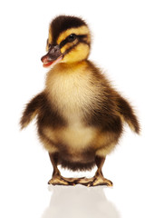 Domestic duckling
