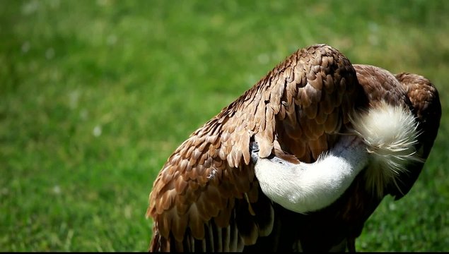 African white-backed vulture on green background