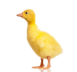 Domestic gosling