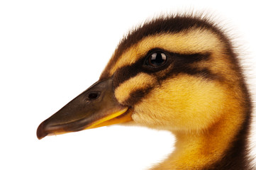 Domestic duckling
