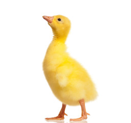 Domestic gosling