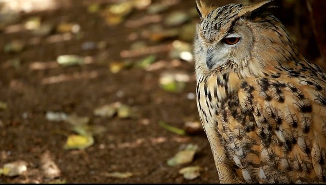 Portrait of a great horned Owl