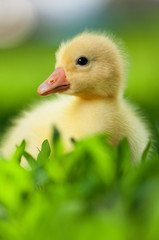 Domestic gosling