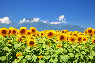 Fototapeta premium Sunflower field and mountain