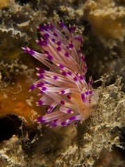 Nudibranch - Flabellina rubrolineata