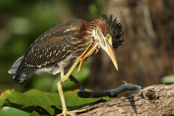 Young Green Heron (Butorides virescens) Scratching its Head