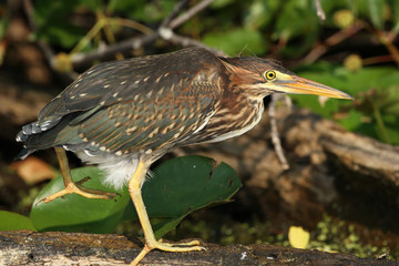 Juvenile Green Heron (Butorides virescens) Standing on One Leg at the Edge of a Pond - Grand Bend, Ontario, Canada