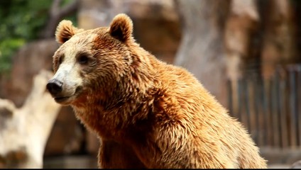 Brown bear looking for food in Madrid Zoo