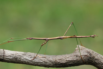 Northern Walking Stick (Diapheromera femorata) on a Tree Branch