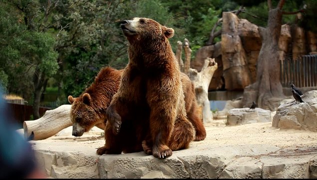Brown bear looking for food in Madrid Zoo