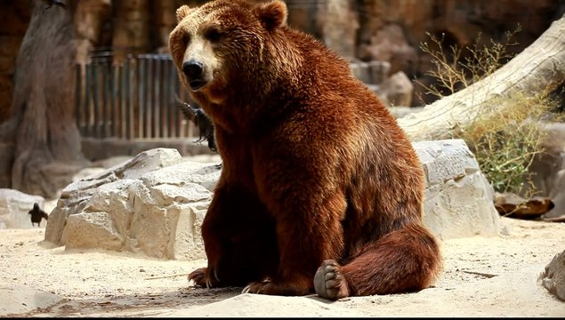 Brown bear looking for food in Madrid Zoo