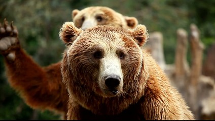 Brown bear looking for food in Madrid Zoo