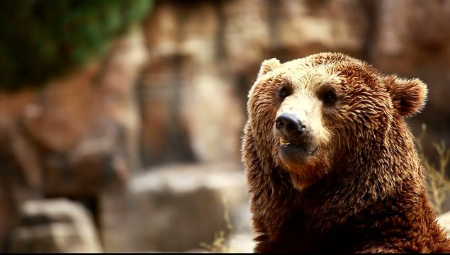 Brown bear looking for food in Madrid Zoo