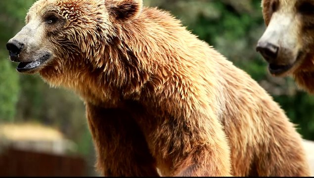 Brown bear looking for food in Madrid Zoo