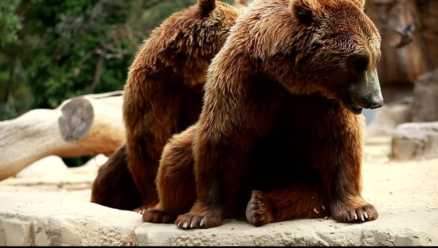 Brown bear looking for food in Madrid Zoo
