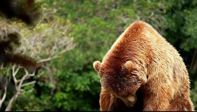 Brown bear looking for food in Madrid Zoo