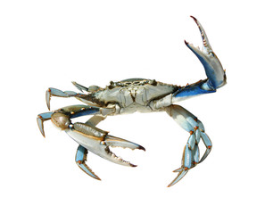 Blue crab - 43818657
