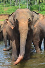 Pinnawala elephant park