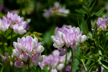 Fototapeta premium Clover