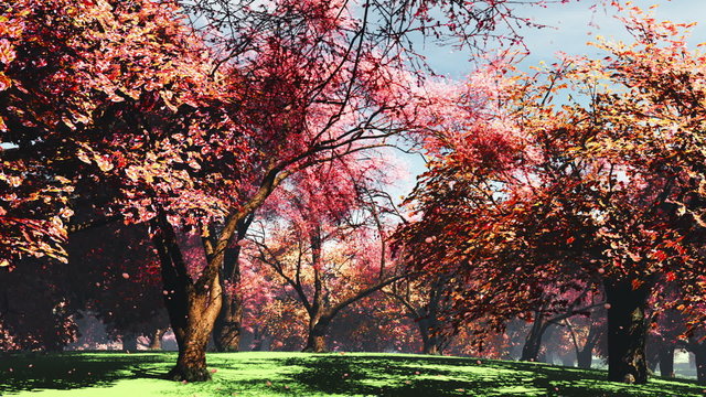 Japanese Garden Cherry Blossoms Tree 3D render