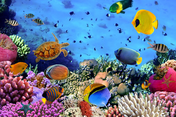 Naklejka na ściany i meble Zdjęcie z koralowców kolonii