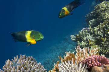Boomtail wrasse (Cheilinus lunulatus)
