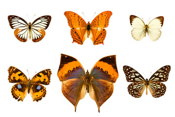 Fototapeta na wymiar Butterfly na białym tle.