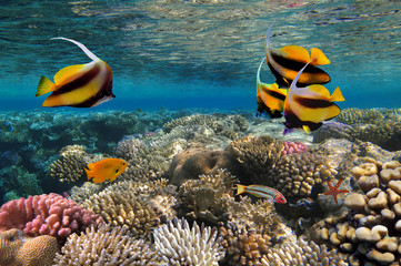 Panele Szklane Podświetlane  Zdjęcie kolonii koralowców