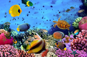 Obraz na płótnie Canvas Zdjęcie z koralowców kolonii