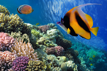 Fototapeta na wymiar Pennant coralfish (Heniochus acuminatus) lub bannerfish