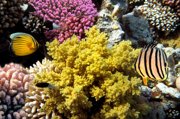 Obraz na płótnie Canvas Tropical Fish na rafy koralowej w Morzu Czerwonym