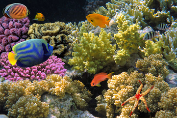 Underwater shoot of vivid coral reef with a fishes