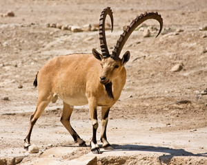 Male Ibex