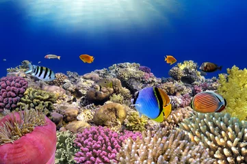 Tafelkleed Onderwaterwereld. Koraalvissen van de rode zee. © vlad61_61
