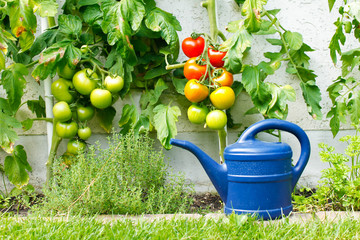 Tomatenpflege im Garten