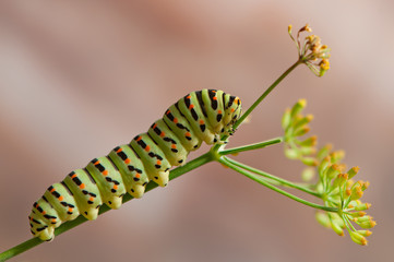 Naklejka premium Swallowtail caterpillar macacon